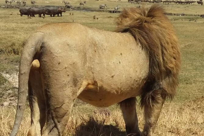 7-Day Private Safari to Amboseli National Park and Masai Mara - Nairobi return, plus an airport-friendly finish