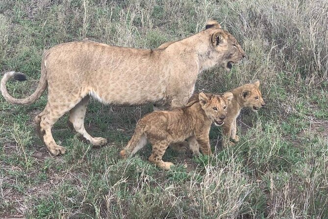 7-Day Private Safari to Amboseli National Park and Masai Mara - Price and what you really get for $3,450 per person