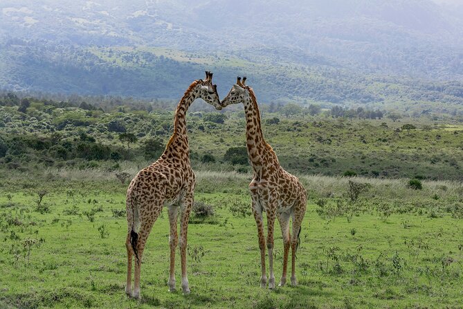 7-Day Private Tour in Kenya National Parks From Nairobi / Mombasa - Lake Nakuru is about birds first, but the rhino angle changes the mood