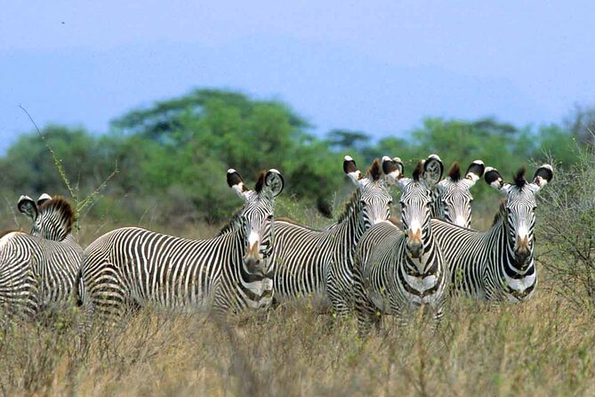 7-Day Private Tour in Kenya National Parks From Nairobi / Mombasa - Your included meals and vehicle perks make the long days easier