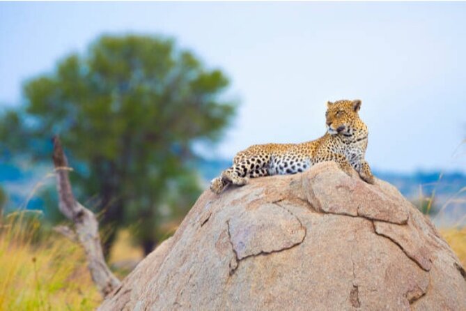 7-Day Safari to Maasai Mara, Lake Naivasha and Amboseli from Nairobi - Why This Nairobi-to-Safari Route Feels Well Planned