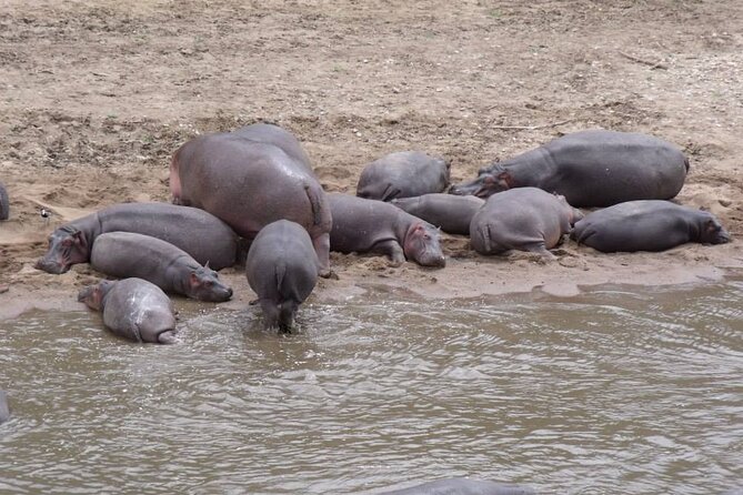 7-Day Safari to Maasai Mara, Lake Naivasha and Amboseli from Nairobi - Lake Naivasha: White Rhino Possibilities, Flamingos, Hell’s Gate Biking, and a Boat Ride