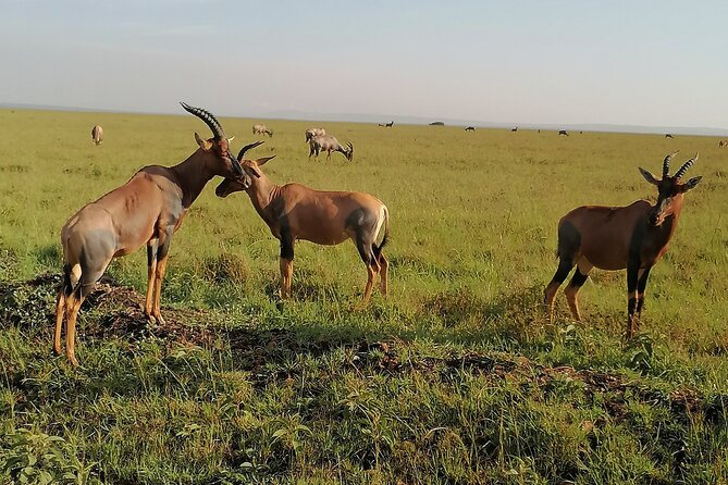 7-Day Safari to Maasai Mara, Lake Naivasha and Amboseli from Nairobi - Amboseli With Two Game-Drive Days and Mount Kilimanjaro Views