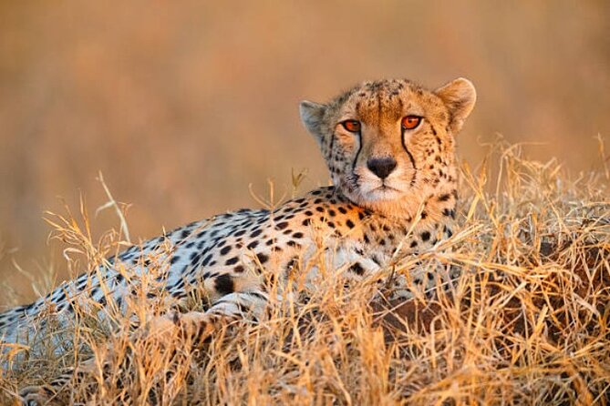 7-Day Safari to Maasai Mara, Lake Naivasha and Amboseli from Nairobi - Maasai Mara in Real Time: Mara Reserve Drives and Mara River Lunches