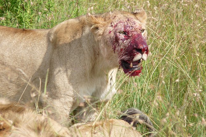 7 Days Amboseli-Lake Naivasha-Lake Nakuru & Masai Mara - Lake Nakuru: flamingos, possible rhinos, and dense wildlife viewing