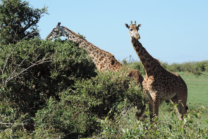 7 Days Amboseli-Lake Naivasha-Lake Nakuru & Masai Mara - Full-day Masai Mara game viewing: getting more than one look