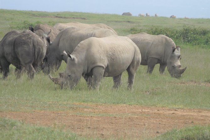 7 Days Amboseli-Lake Naivasha-Lake Nakuru & Masai Mara - Price and value: what $2,985.08 per person buys you