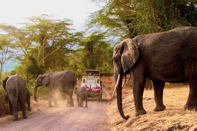 7 Days Best of Kenya Wildlife Safari - Why this 7-day Kenya safari works as a best-of route