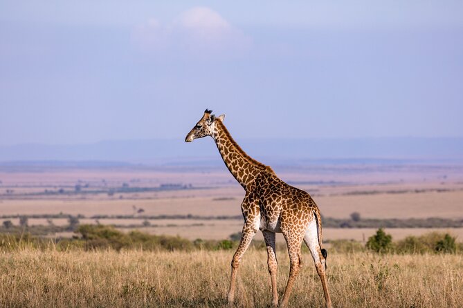 7 Days Best of Kenya Wildlife Safari - Guides, vehicles, and what private driving changes