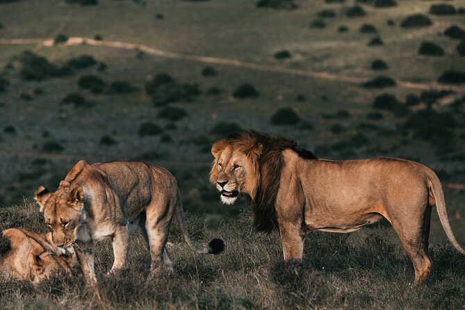 7 Days Best of Kenya Wildlife Safari - Day 1: Nairobi to Masai Mara, with a Rift Valley stop