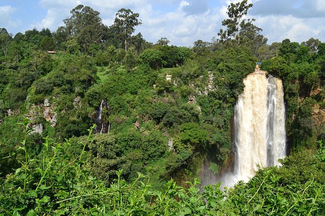 7 Days Breathtaking Kenya Wildlife Private Safari - Day 3 in Aberdare: The Ark Lodge and wildlife from the trees