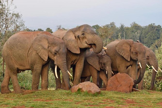 7 Days Breathtaking Kenya Wildlife Private Safari - Days 5 and 6 in Maasai Mara: two full days for migration-area sightings