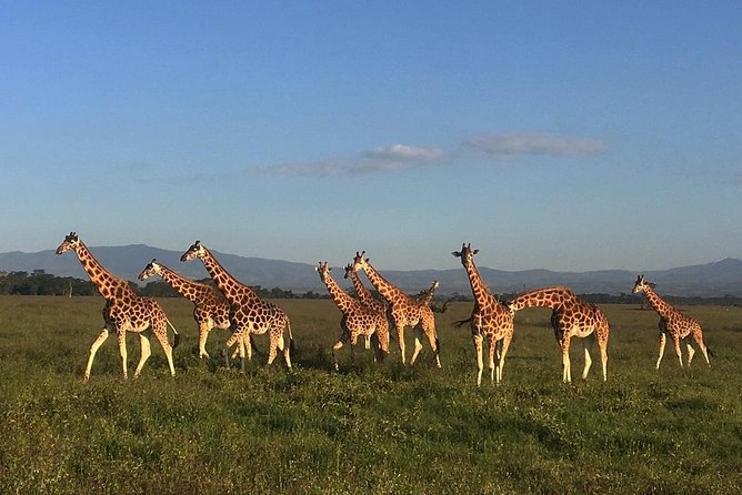 7 days Group Safari Masai Mara Lake Nakuru Hells gate & Amboseli - The Big Five focus in Maasai Mara, plus Mara River hippos and crocs