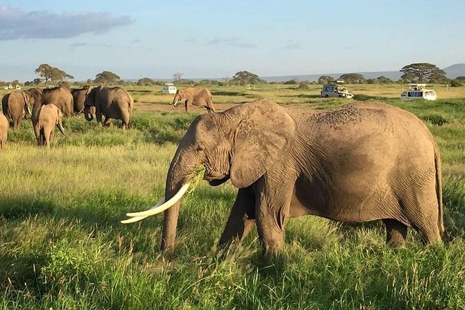 7 Days Into the Wild Wonder : Lodge Safari with Private 4x4 JEEP - Day 2 full day in Masai Mara: Big Five time and picnic lunch in the bush