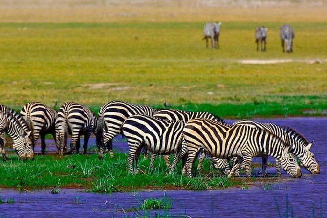 7 Days Into the Wild Wonder : Lodge Safari with Private 4x4 JEEP - Day 3 to Lake Nakuru: rhino protection, flamingos, and birding at dusk