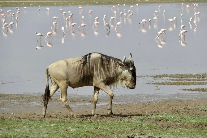 7 Days Into the Wild Wonder : Lodge Safari with Private 4x4 JEEP - Day 4 to Lake Naivasha: Hell’s Gate option, then hippos and a boat ride feel