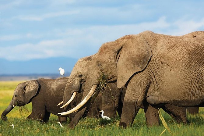 7 Days Into the Wild Wonder : Lodge Safari with Private 4x4 JEEP - Day 5 to Amboseli: driving in, then an evening game drive with Kilimanjaro odds