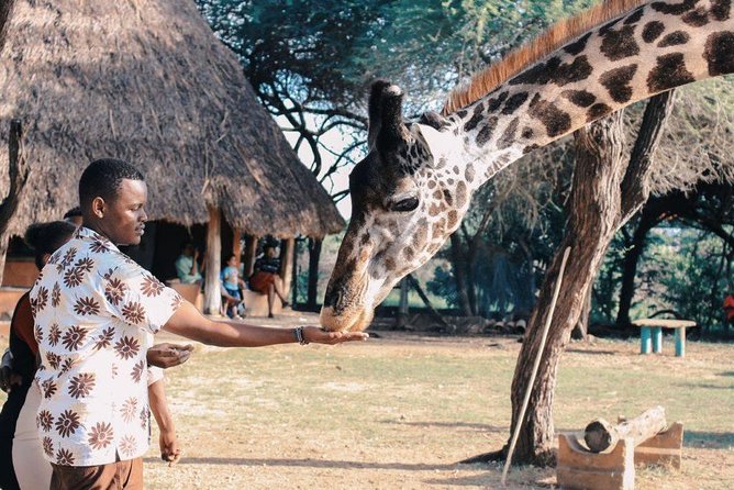 7 Days Kenya Luxury Safaris - Masai Mara NR, Amboseli NP and Lake Nakuru NP - Key highlights to know before you go