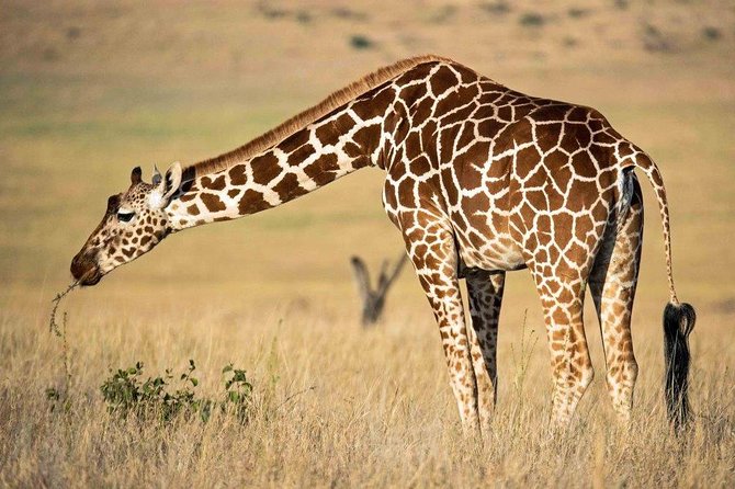 7 Days Kenya Luxury Safaris - Masai Mara NR, Amboseli NP and Lake Nakuru NP - Amboseli National Park, where Kilimanjaro frames the Big Five