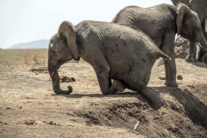 7 Days Kenya Luxury Safaris - Masai Mara NR, Amboseli NP and Lake Nakuru NP - The Mara Triangle hot-air balloon, optional but tempting