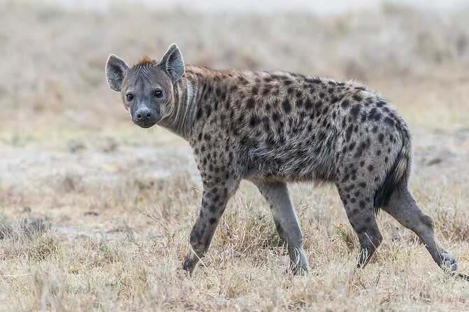 7-Days Kenya Safari Samburu, Aberdare, Lake Nakuru, & Maasai Mara - Nairobi start, pick-up, and the rhythm of a private group