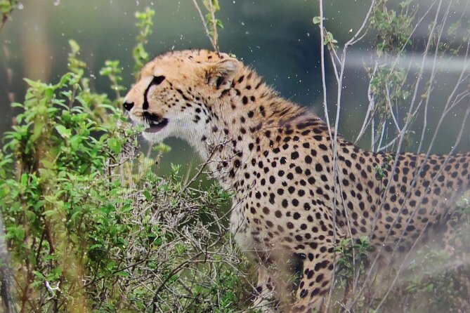 7 Days Kenyan Safaris - From Nairobi to the Wild, This Is a Safari Built Around You