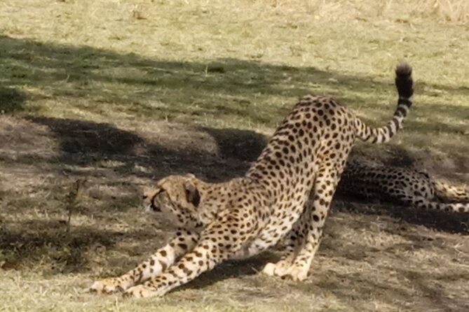 7 Days Kenyan Safaris - Price and What $1,550 Per Person Buys You