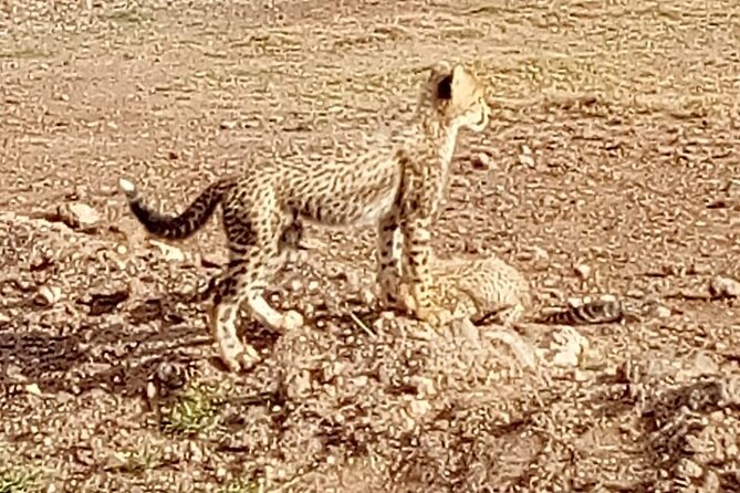 7 Days Kenyan Safaris - Amboseli and Kilimanjaro Views, Where the Dry Season Drama Shows