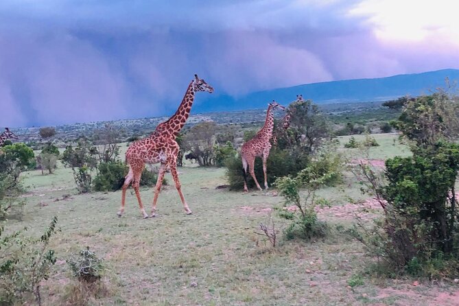 7 Days Kenyan Safaris - Getting the Timing Right: Hot Air and Early Game Drives