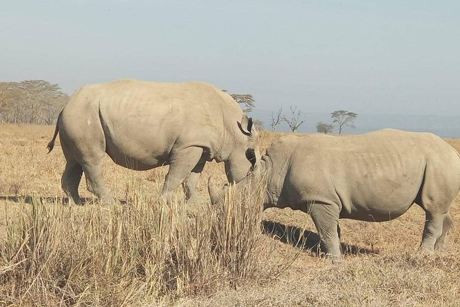 7 Days maasai mara - lake nakuru - lake naivasha- amboseli safari. - Nairobi to the Parks: pickup, timing, and what the vehicle means