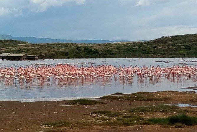 7 Days maasai mara - lake nakuru - lake naivasha- amboseli safari. - Lake Nakuru Day 3: birds, short Mara time, and a quieter overnight