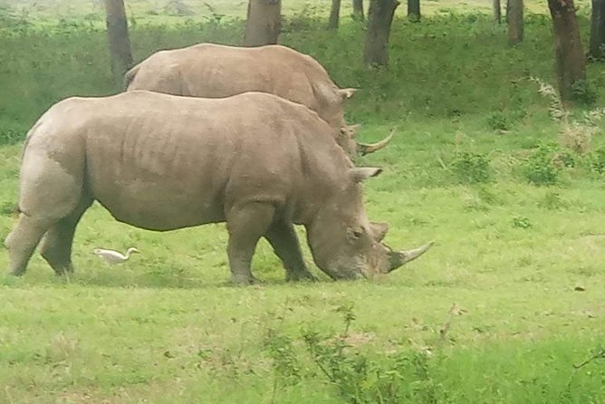 7 Days maasai mara - lake nakuru - lake naivasha- amboseli safari. - Lake Naivasha Day 4: flamingos, rhino sanctuary, hippos nearby, and optional lake fun