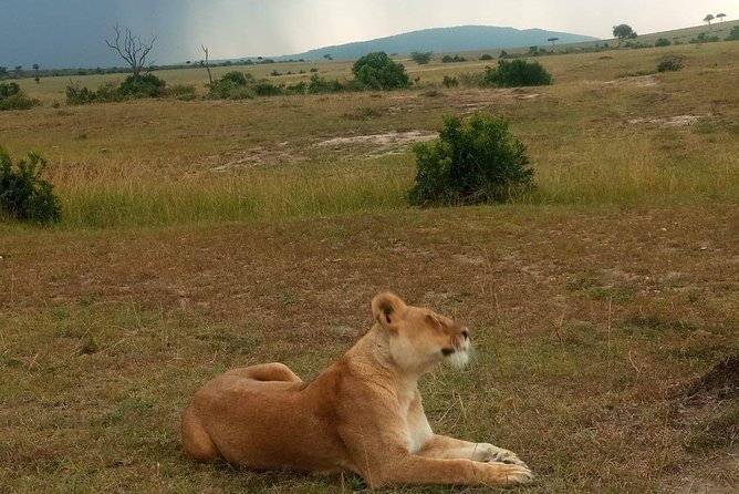 7 Days maasai mara - lake nakuru - lake naivasha- amboseli safari. - Hell’s Gate Day 5 and Amboseli Night: walking, optional cycling, and volcanic scenery