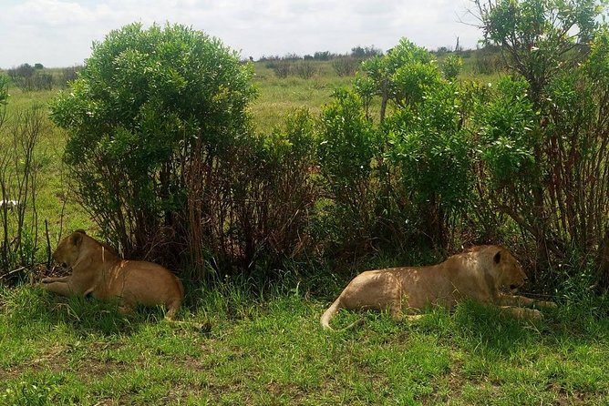 7 Days maasai mara - lake nakuru - lake naivasha- amboseli safari. - Amboseli Day 6: elephant and hippo viewing, plus Kilimanjaro if conditions cooperate