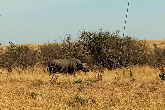 7 Days maasai mara - lake nakuru - lake naivasha- amboseli safari. - Nairobi return Day 7: morning drive then back to real life