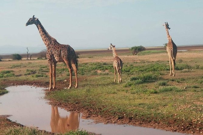 7 Days maasai mara - lake nakuru - lake naivasha- amboseli safari. - Maasai Mara Day 1: Rift Valley roads and your first evening drive