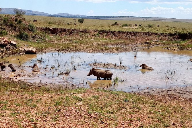 7 Days Maasai Mara, Lakes Nakuru, Naivasha & Amboseli Group Tour - A full day in Maasai Mara, plus the hippo pool break