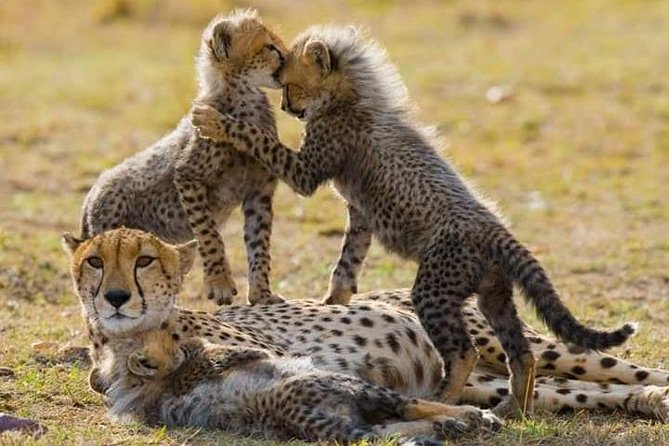 7 Days Maasai Mara National park , Amboseli parks and Nakuru safaris - The route that makes this safari feel fast, not rushed