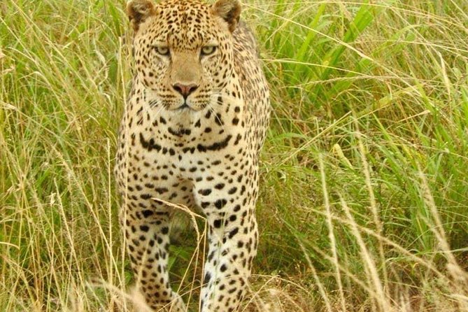 7 Days Maasai Mara National park , Amboseli parks and Nakuru safaris - Lake Nakuru on Day 3, Rift Valley viewpoints and flamingo energy