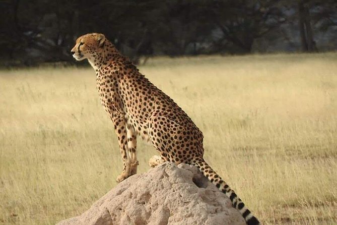 7 Days Maasai Mara National park , Amboseli parks and Nakuru safaris - Price and value: what $2,100 buys in a three-park wildlife week