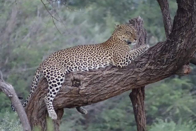 7 Days Maasai Mara National park , Amboseli parks and Nakuru safaris - Amboseli days 1 to 2, for swamp elephants and a Kilimanjaro view