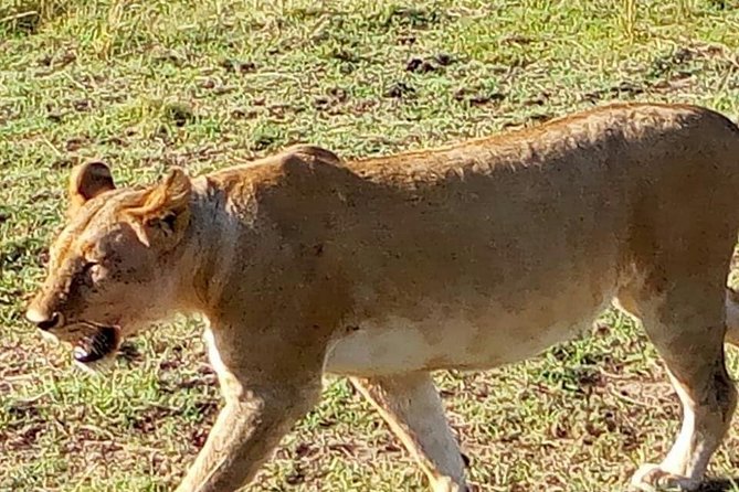 7 Days Mara/L.Naivasha/L.Nakuru/Amboseli - Day 6 in Amboseli: early drive, lunch break, then another game drive