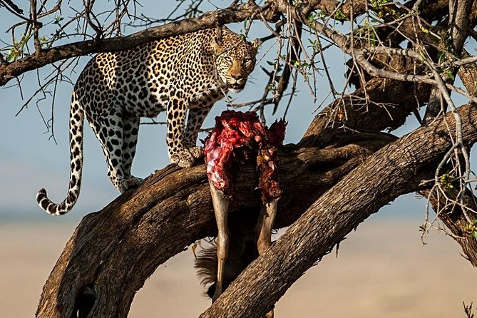 7 Days Mara/L.Naivasha/L.Nakuru/Amboseli - Day 7 back to Nairobi: last game drive, then airport or hotel drop-off