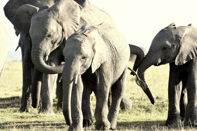 7 Days Masai Mara / Lake Nakuru / Lake Naivasha / Amboseli - Lake Nakuru rhinos and flamingos in the same afternoon