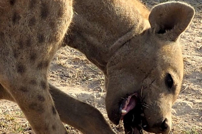 7 Days Masai Mara / Lake Nakuru / Lake Naivasha / Amboseli - Amboseli National Park: Emali hot lunch, afternoon drives, then a Kilimanjaro morning