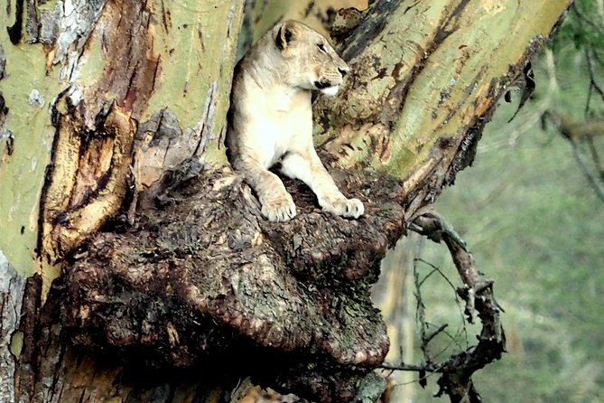 7 Days Masai Mara / Lake Nakuru / Lake Naivasha / Amboseli - Meals and sleep: how the included food and lodging affect your energy