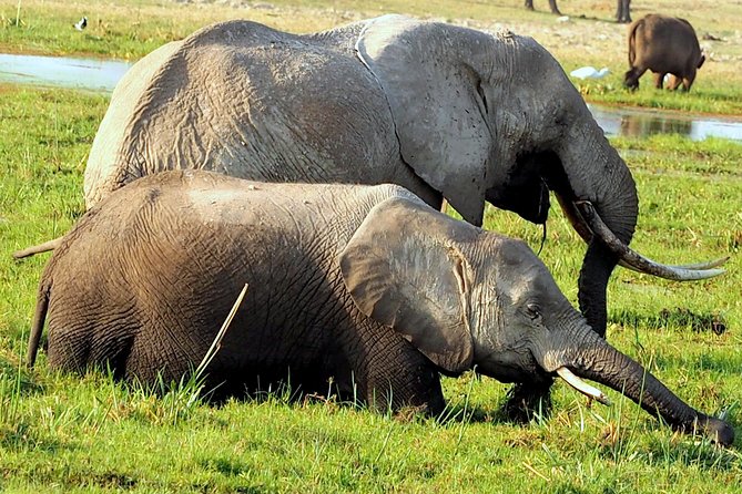 7 Days Masai Mara / Lake Nakuru / Lake Naivasha / Amboseli - Price and value: what $1,940.79 covers, and what doesn’t