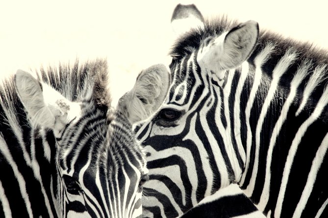 7 Days Masai Mara / Lake Nakuru / Lake Naivasha / Amboseli - Entering Maasai Mara National Reserve: Big cat hunting, sunset magic, and hippos up close