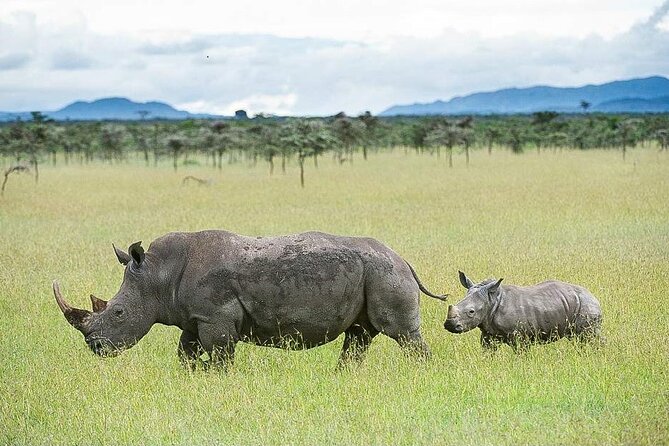 7 Days of Elephants, Rhinos & Big Five: The Best of Kenya Safari - Key points to know before you go