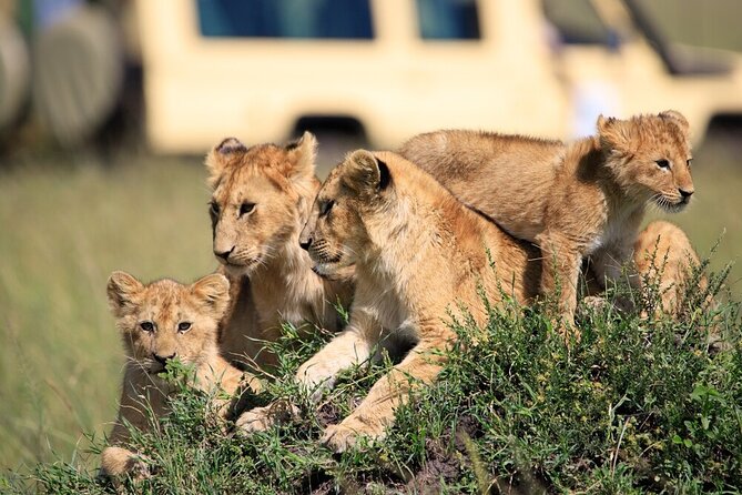 7 Days of Elephants, Rhinos & Big Five: The Best of Kenya Safari - Lake Nakuru for black rhinos and Rothschild giraffes